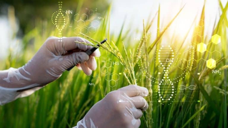 Editarea genetică a plantelor divizează UE