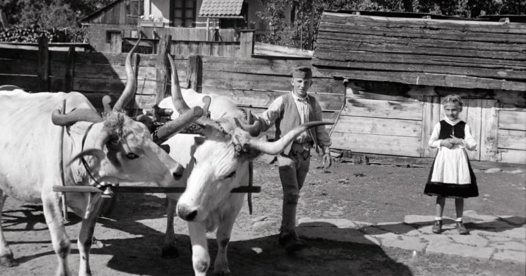 Crimă provocată de o ceartă de la vin, într-un sat ardelean interbelic