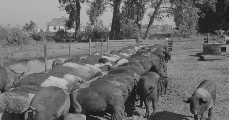 Câtă carne consumau românii în perioada interbelică?