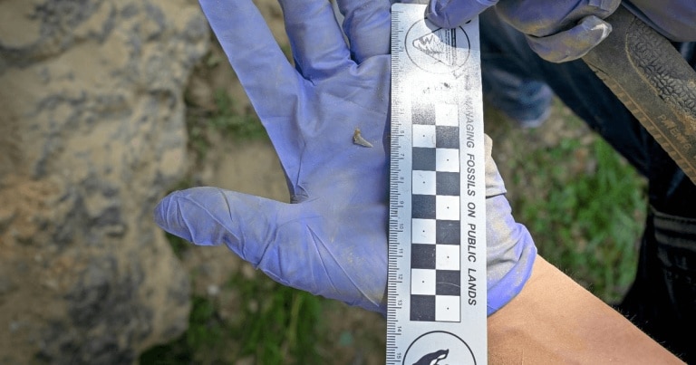 Pești fosili, complet necunoscuți anterior, descoperiți la Turnu Roșu