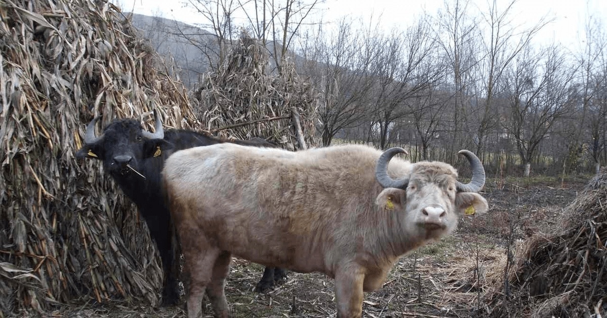 Bivoli albi din Egipt, aduși în Transilvania de baronul Samuel von Brukenthal
