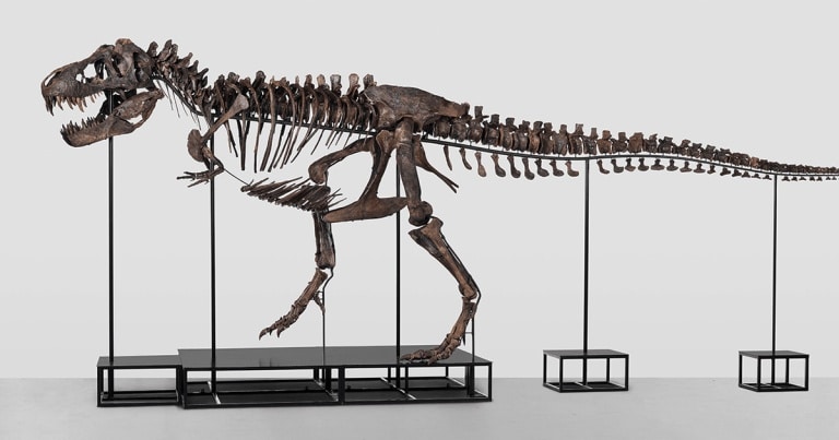 Un schelet de Tyrannosaurus Rex, scos la licitație în Elveția