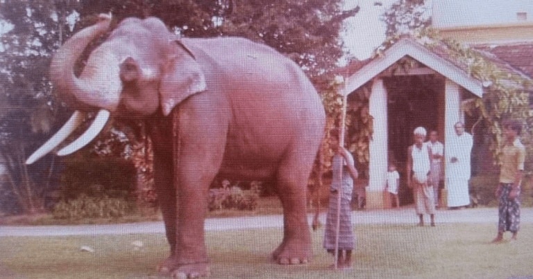 Sri Lanka va organiza funeralii de stat pentru elefantul sacru Raja / VIDEO