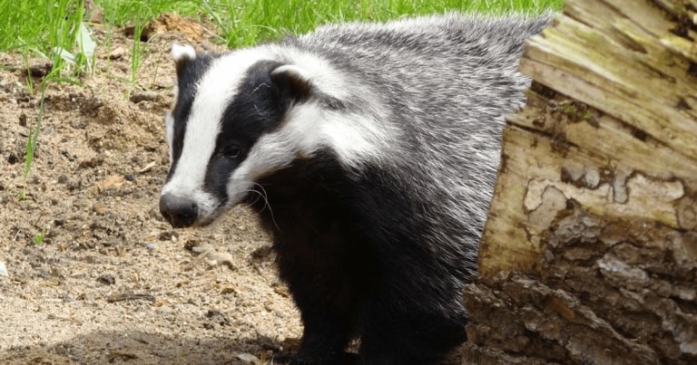 Un tezaur de monede romane, descoperit de un bursuc flămând