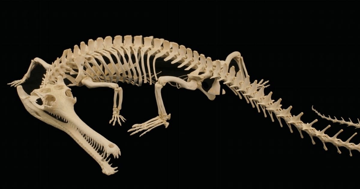 Fosile de crocodil, descoperite în România