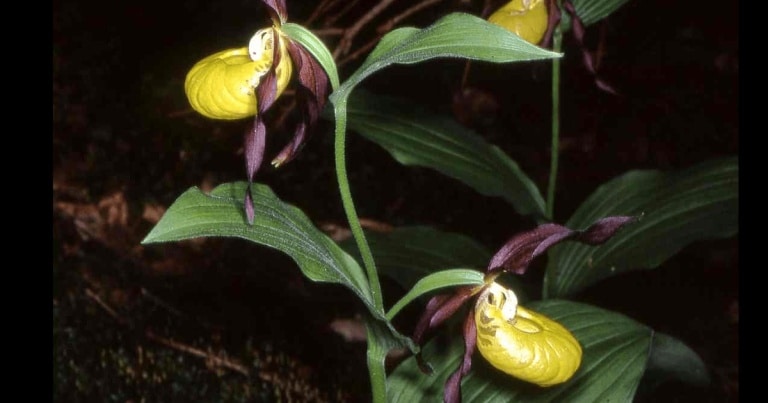 O nouă specie de orhidee, descoperită în sud-vestul Chinei