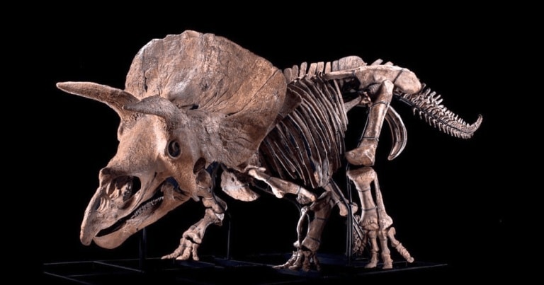 Cel mai mare schelet cunoscut de Triceratops, vândut la licitație pentru o sumă record