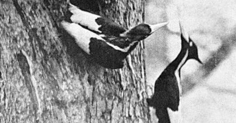 23 de specii, declarate dispărute în Statele Unite