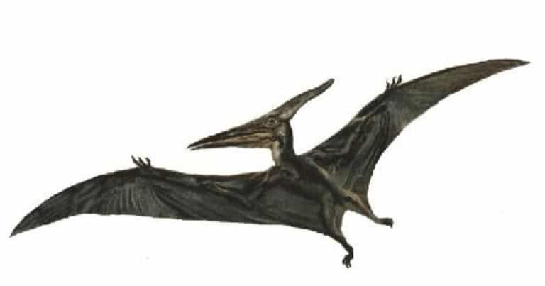 Rămăşiţele unui dinozaur zburător uriaş, descoperite în Australia