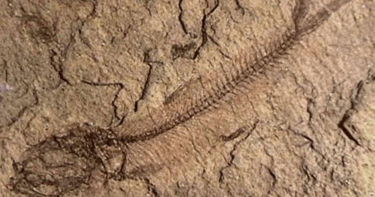 Fosile cu o vechime de 150 de milioane de ani, ale unui ”strămoș” al crocodilului de astăzi, descoperite în Chile