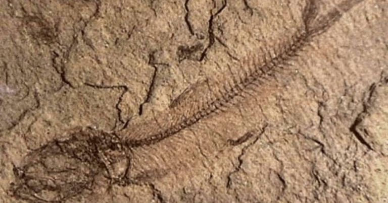 30 de specii de pești fosili de acum 56 de milioane de ani, într-o rezervație monument al naturii din Argeș