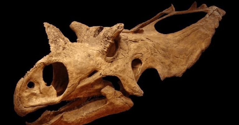 O nouă specie de dinozaur cu creastă a fost identificată în Mexic