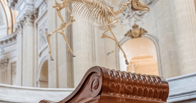 «Grotesc şi şocant», scrie «Le Figaro». O reproducere a scheletului calului preferat de Napoleon, montată deasupra mormântului lui, naște polemici în Franța