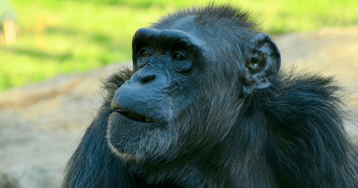Zeci de cimpanzei din vestul Africii, uciși de boală misterioasă