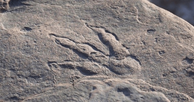 O fetiță de patru ani a descoperit o urmă de dinozaur pe o plajă din Țara Galilor