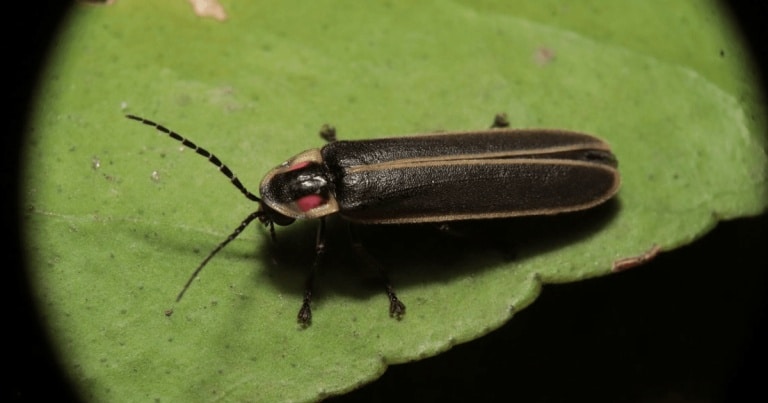 Un strămoș al licuricilor, descoperit într-un chihlimbar din Myanmar