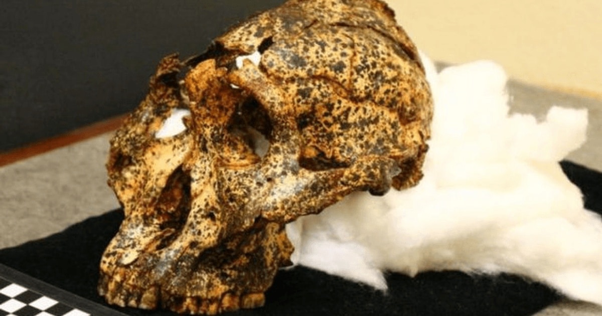 Oamenii de ştiinţă au descoperit un craniu vechi de două milioane de ani, aparţinând unui „văr” al omului