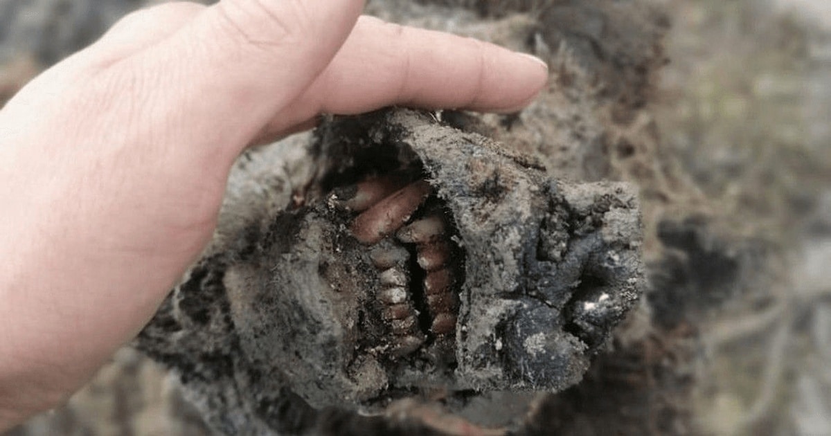 Un urs de peșteră perfect conservat, descoperit pe o insulă izolată din Oceanul Arctic