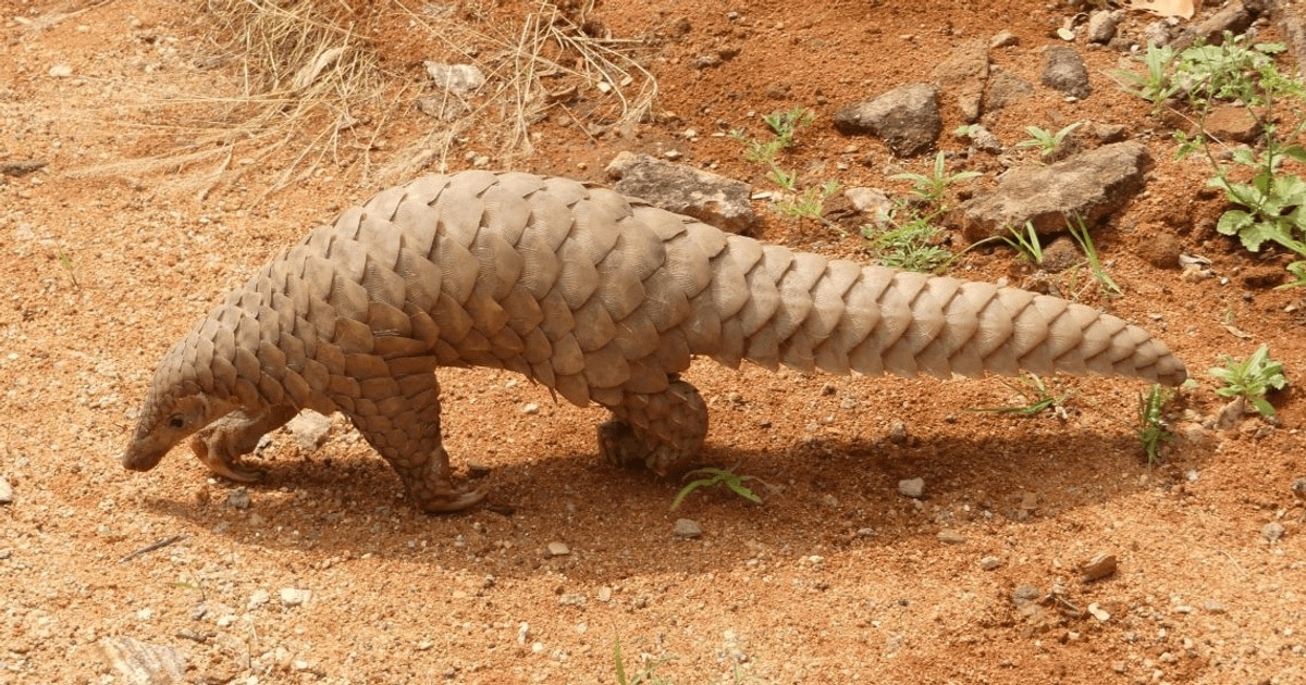 Beijingul interzice folosirea solzilor de pangolin în medicina tradițională chineză