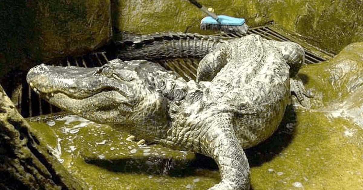 „Aligatorul lui Hitler” a murit la Grădina Zoologică din Moscova / VIDEO