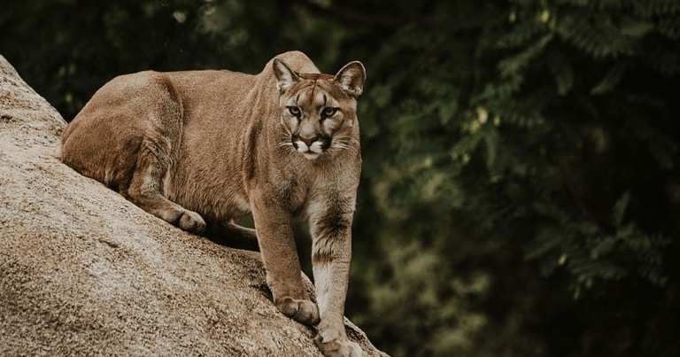 Leii de munte din Yellowstone, infectați cu bacteria care provoacă ciuma