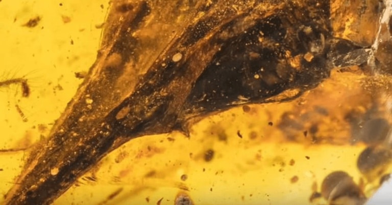 A fost descoperit cel mai mic dinozaur din lume/ VIDEO