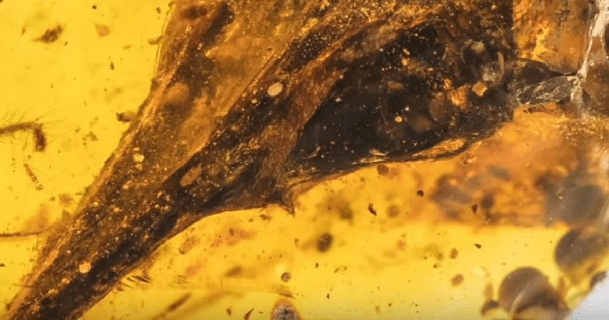 A fost descoperit cel mai mic dinozaur din lume/ VIDEO