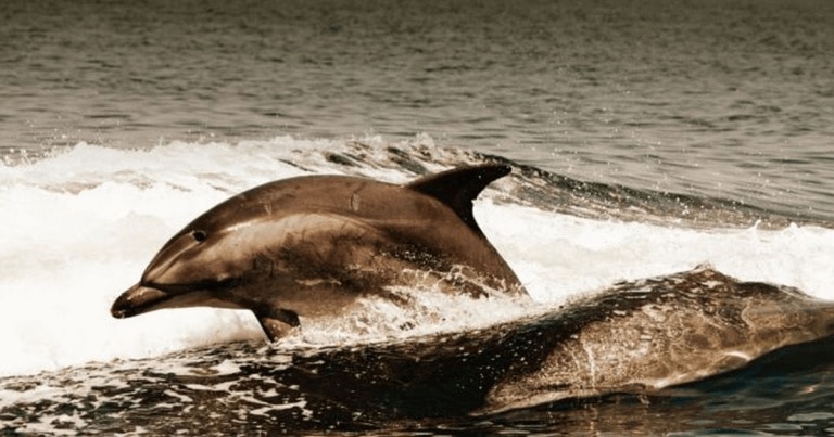 Ce s-a întâmplat cu delfinii ucigaşi cumpăraţi de Iran de la sovietici?
