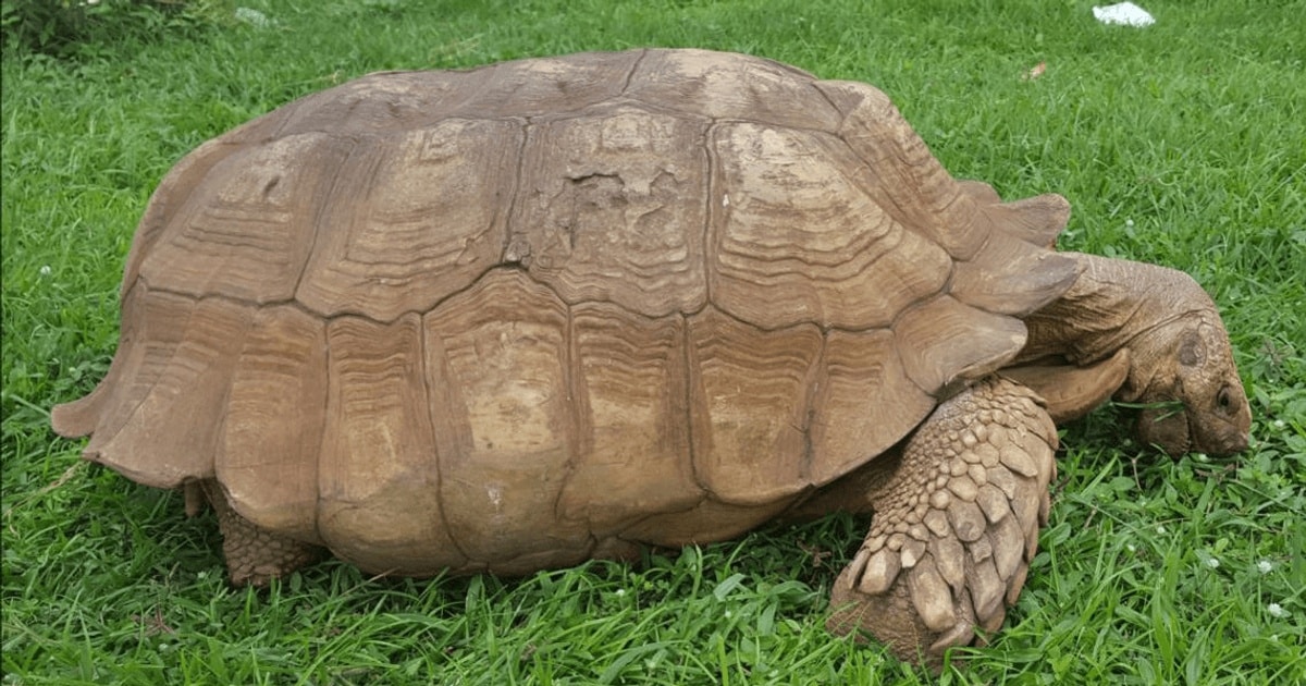 Cea mai bătrână broască țestoasă din Africa a murit la vârsta de 344 de ani