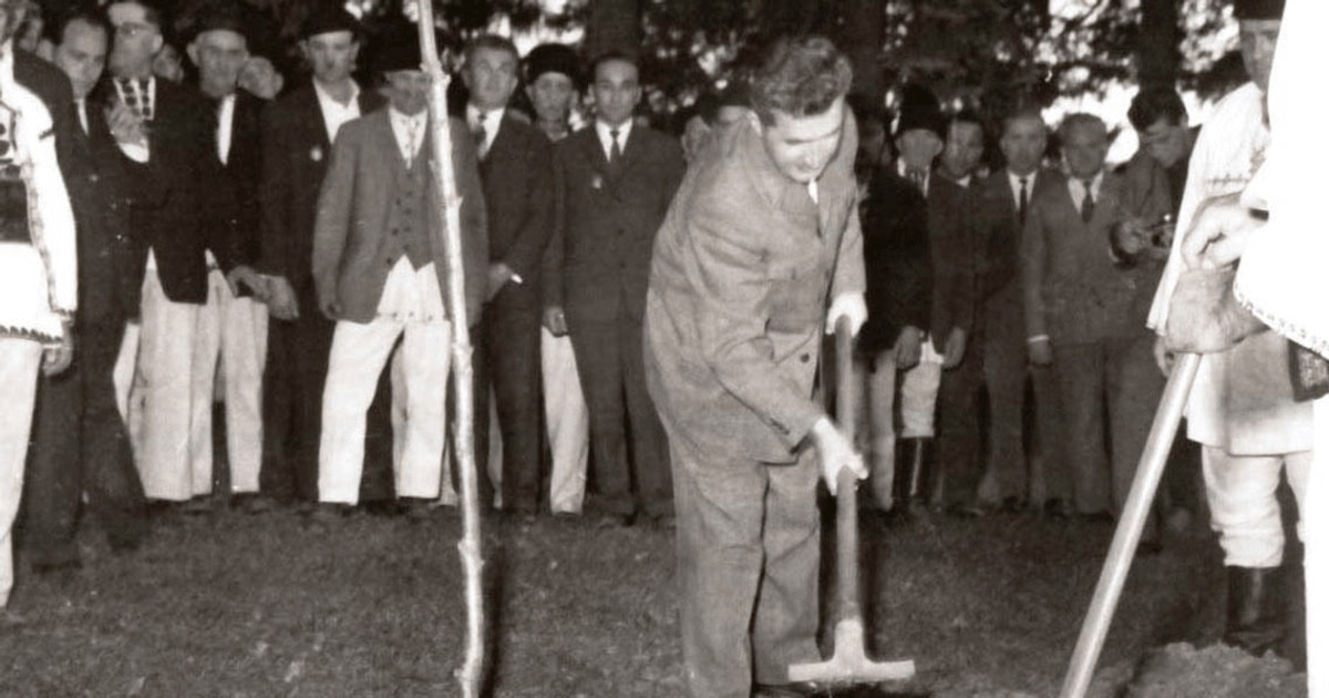 Cum au dat foc ai noștri Gorunului plantat de Nicolae Ceaușescu la Țebea
