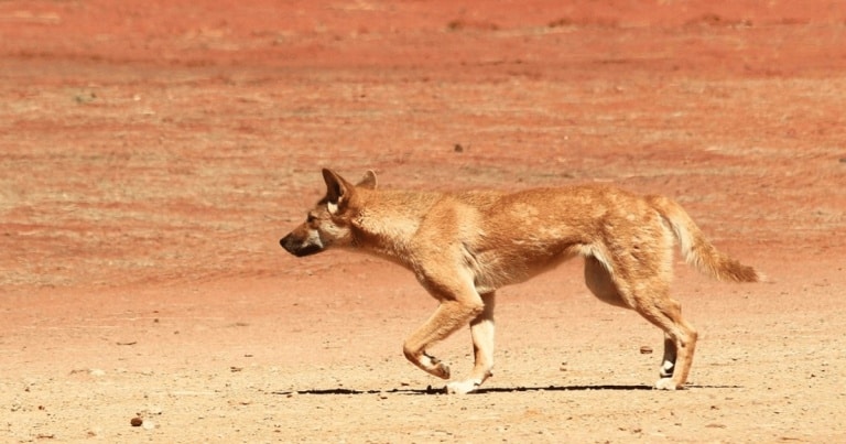 Când a fost introdus câinele dingo în Australia