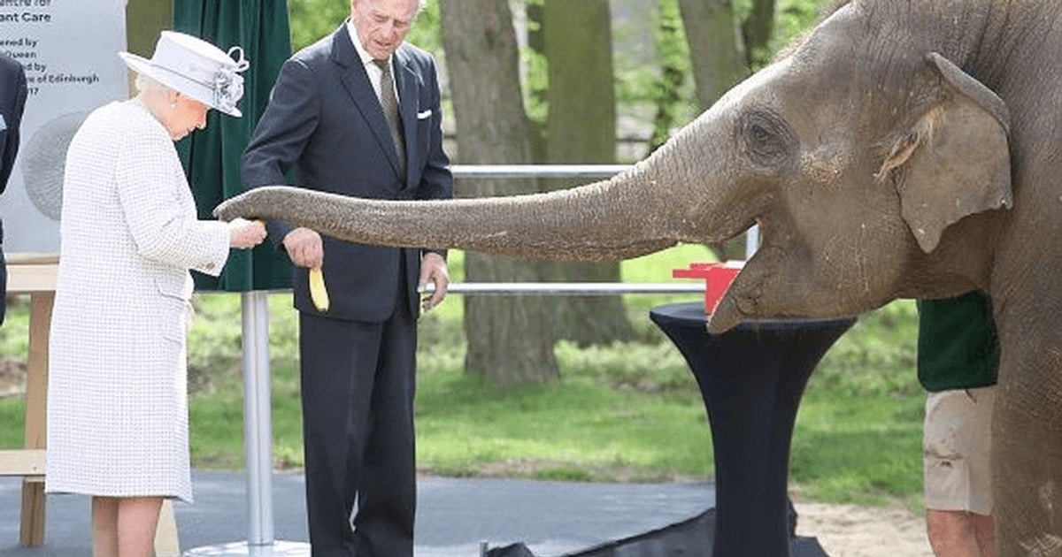 Regina Elisabeta, întâlnire emoționantă cu un elefant