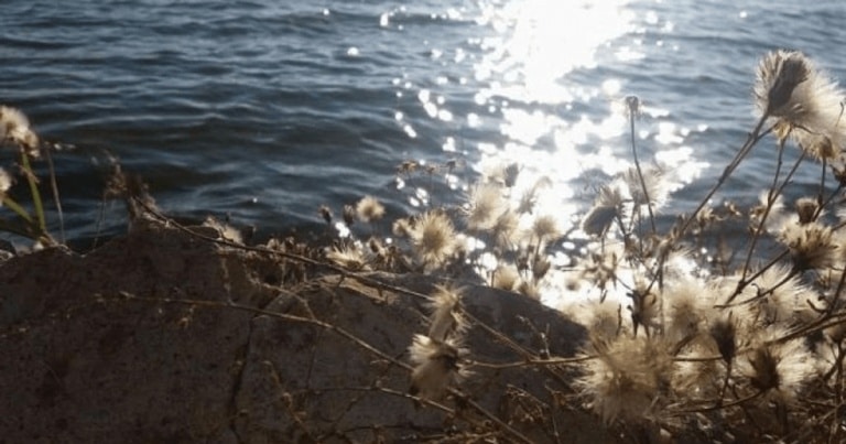 Lacul Amara, zămislit dintr-un vechi curs al Ialomiţei