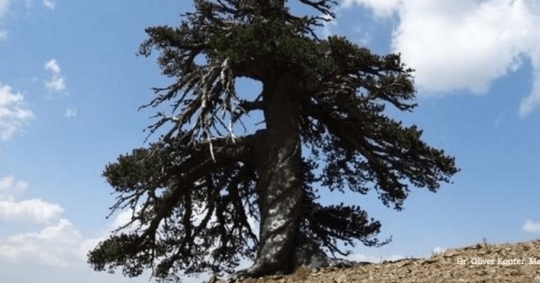 Cel mai vechi copac din Europa