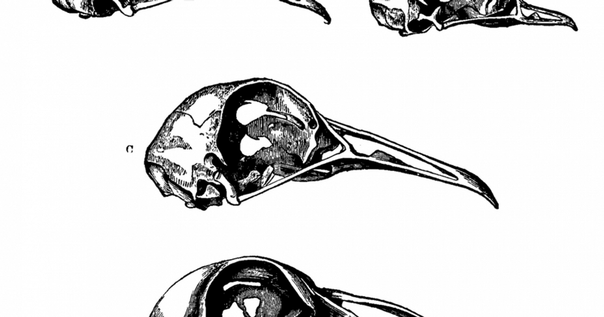 Între proiect inteligent și selecția naturală