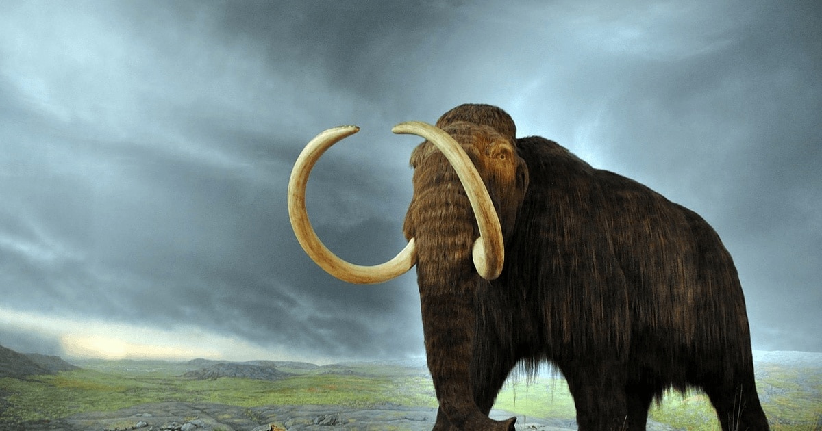 Genomul tridimensional al unui mamut lânos, reconstruit de cercetători