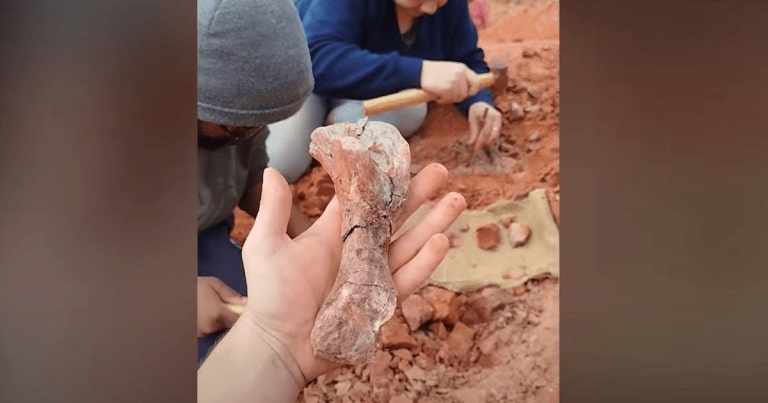 O fosilă de dinozaur, scoasă la iveală de ploile torențiale / VIDEO