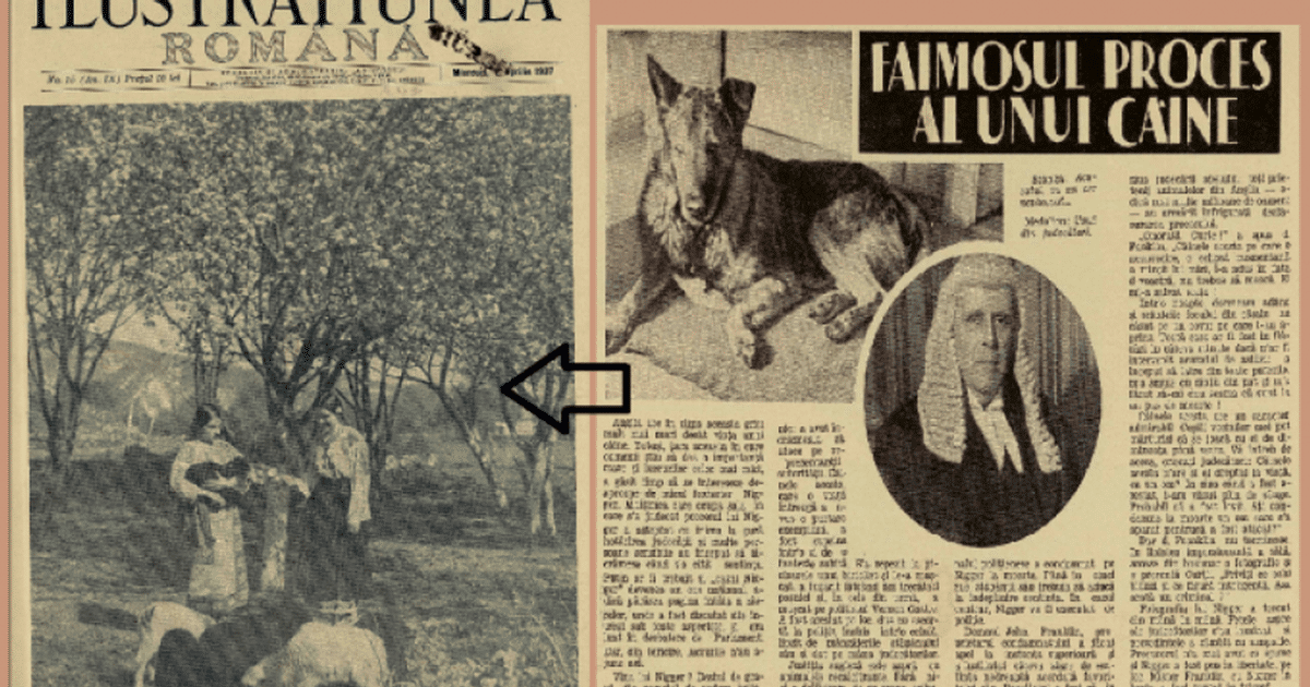 Cel mai bizar proces din perioada interbelica! Cum a pledat stapanul unui caine pe care juratii l-au condamnat la moarte