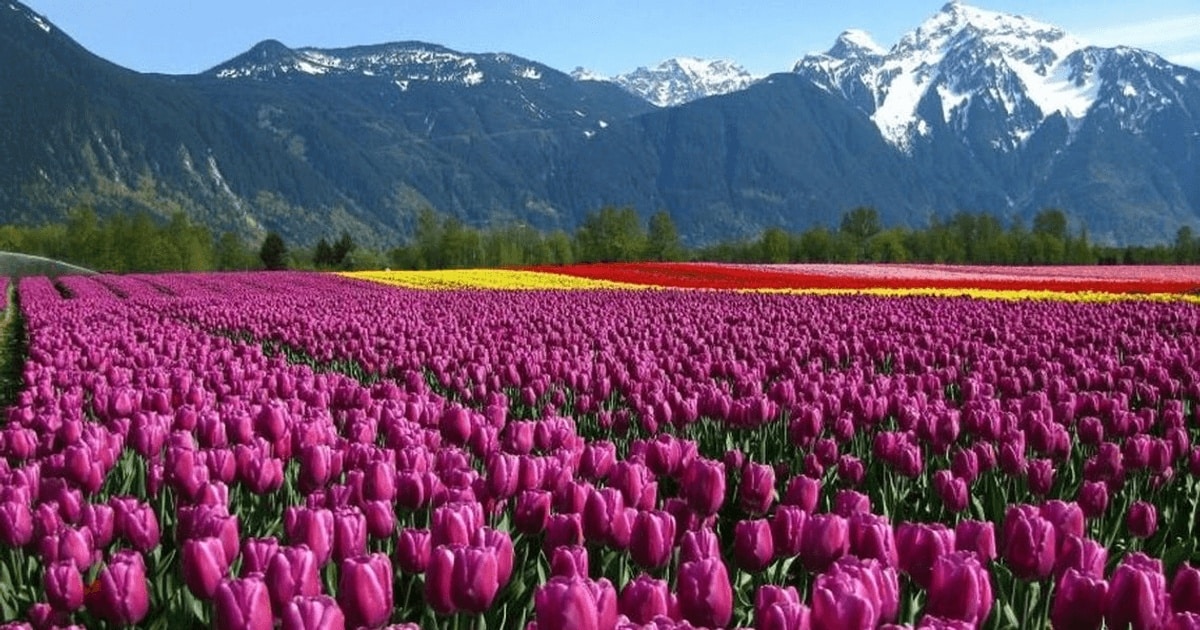 Istoria lalelei, floarea care a stârnit pasiuni şi crize economice