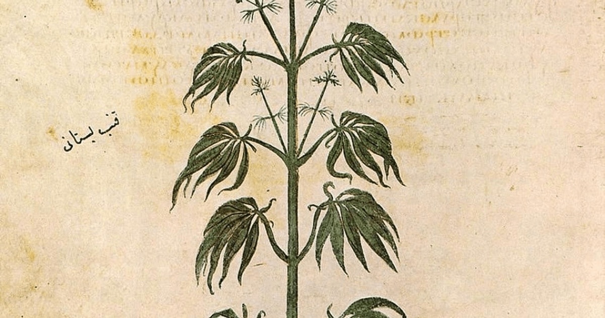 O scurtă istorie a cannabisului