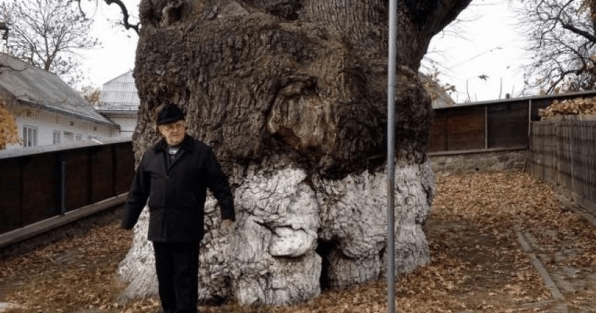 Legenda celui mai bătrân stejar din sud-estul Europei, plantat după marea invazie tătară, la umbra căruia s-a odihnit Ştefan cel Mare