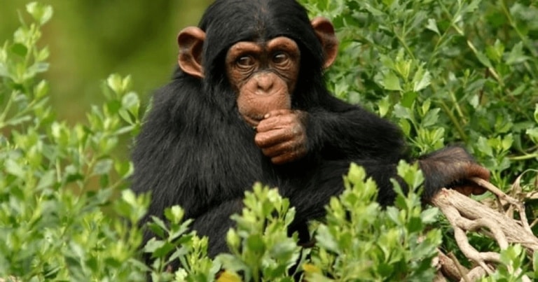 O genă nou descoperită ar putea explica evoluţia umană