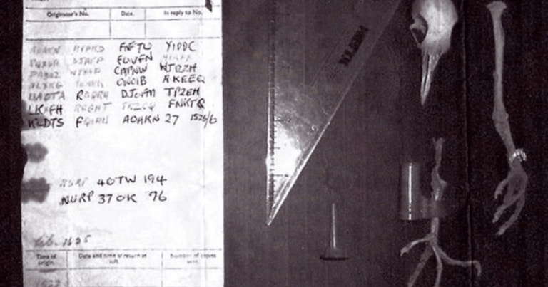 mesaje codate și porumbei călători