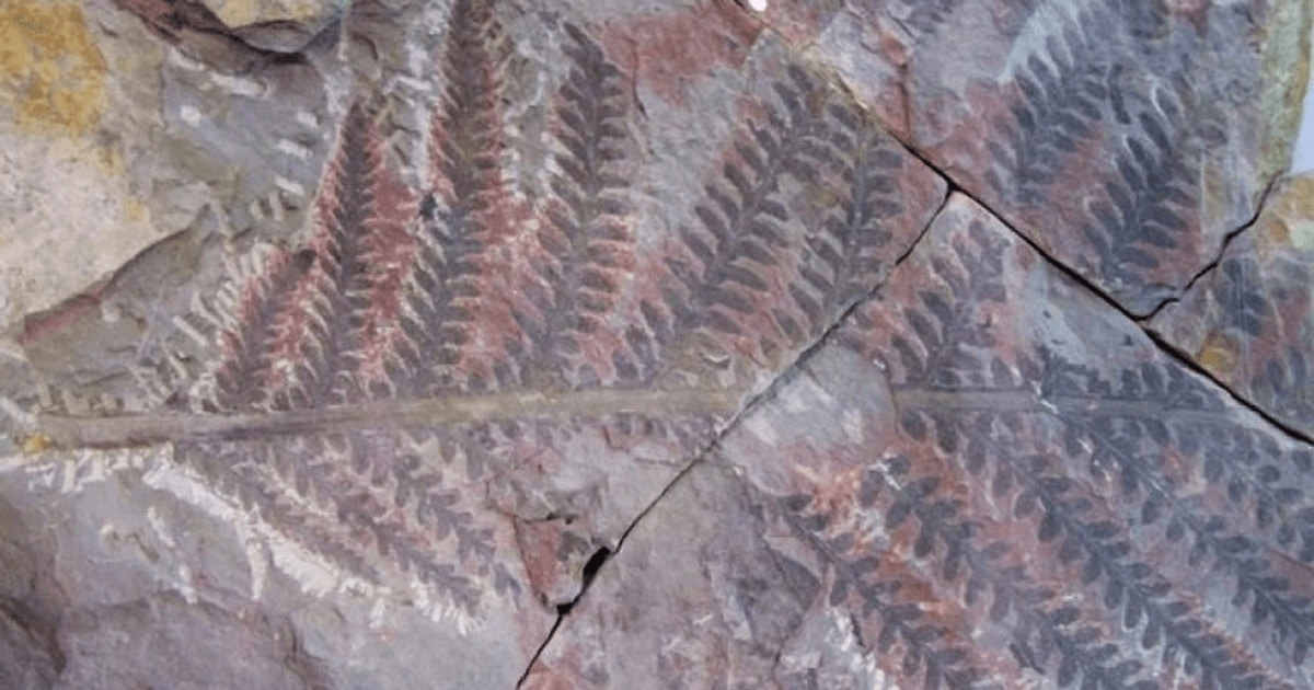 Vieţii i-au trebuit 10 milioane de ani pentru a-şi reveni după Marea Extincţie