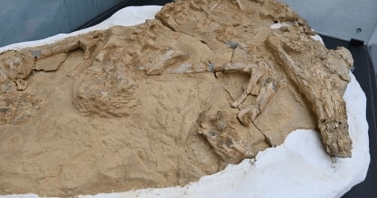 Fosilele unui crocodil marin, vechi de 10