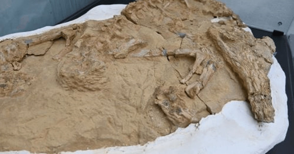 Fosilele unui crocodil marin, vechi de 10