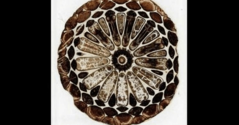 Au fost redescoperite fosilele care au stat la baza teoriei evoluţioniste