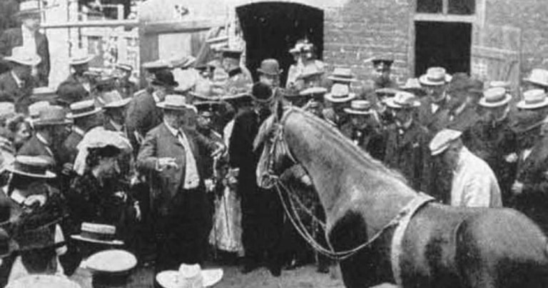 Secretul calului german care știa să numere