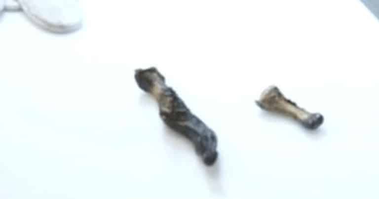 Misterul degetului lui Yeti a fost elucidat