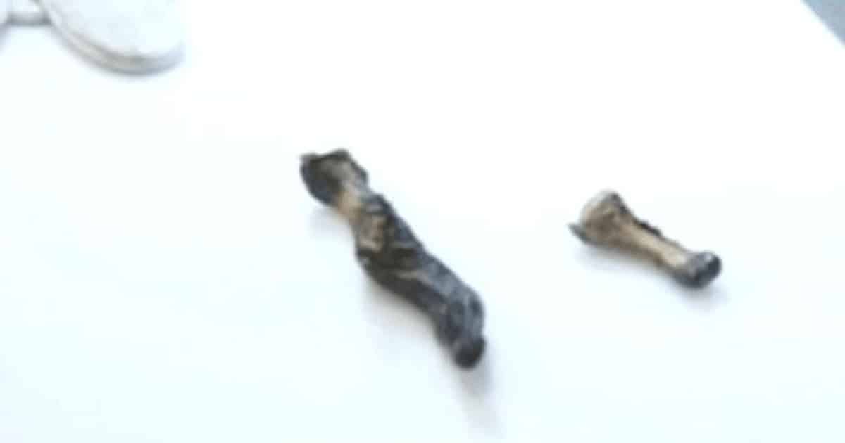 Misterul degetului lui Yeti a fost elucidat